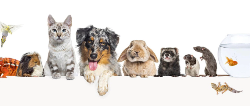 YENİ SOKAK HAYVANLARI YASASI